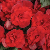 Solenia Scarlet Rieger begonia in bloom in a pot