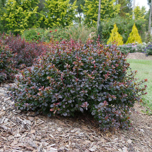 Sunjoy Todo barberry in a nursery pot