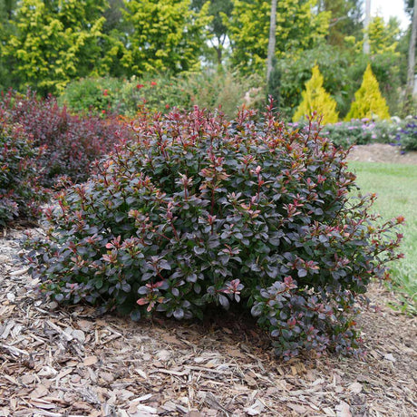 Sunjoy Todo barberry in a nursery pot