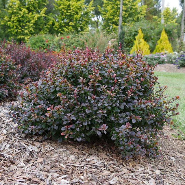 Sunjoy Todo barberry in a nursery pot