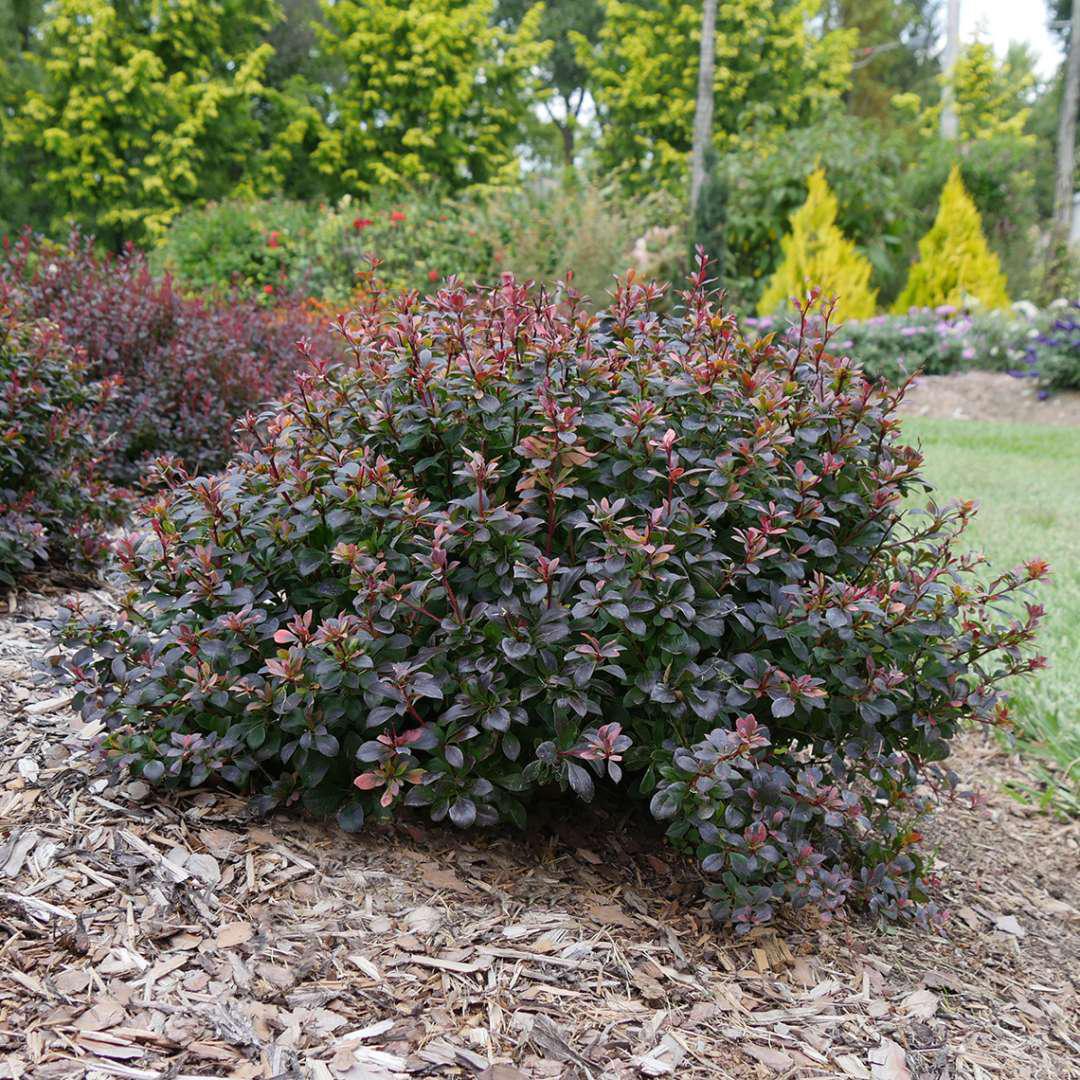'Sunjoy Todo' Barberry