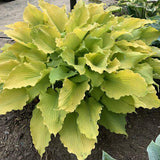 Shadowland Echo the Sun hosta in a container