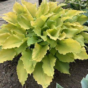 Shadowland Echo the Sun hosta in a container