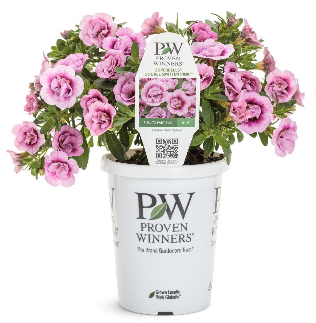 フラワーパーク　スプリンターズS Superbells® Double Smitten Pink™ Double Calibrachoa | Proven