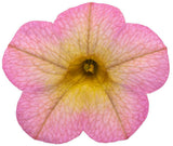 Calibrachoa Superbells Honeyberry blooming in a pot