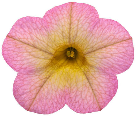 Calibrachoa Superbells Honeyberry blooming in a pot