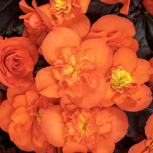 Solenia Chocolate Orange begonia with orange blooms in a pot