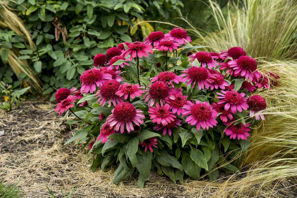 Echinacea Raspberry Beret with pink blooms in a pot