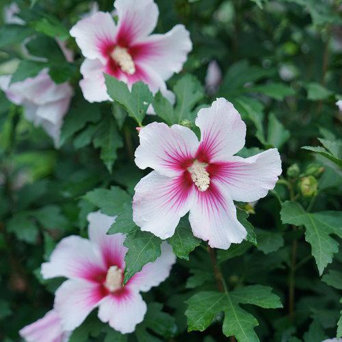 Rose of Sharon with pink flowers in a pot