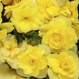 Yellow Rieger begonia with blooms in a pot
