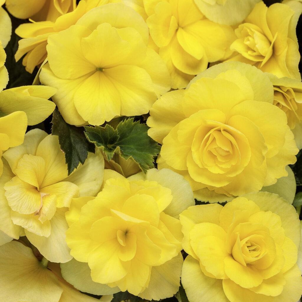 Yellow Rieger begonia with blooms in a pot
