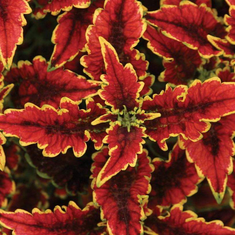 ColorBlaze El Brighto coleus in a decorative pot
