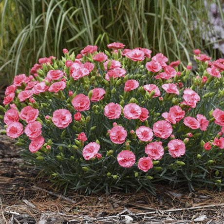 Fruit Punch Classic Coral dianthus in a pot with pink blooms
