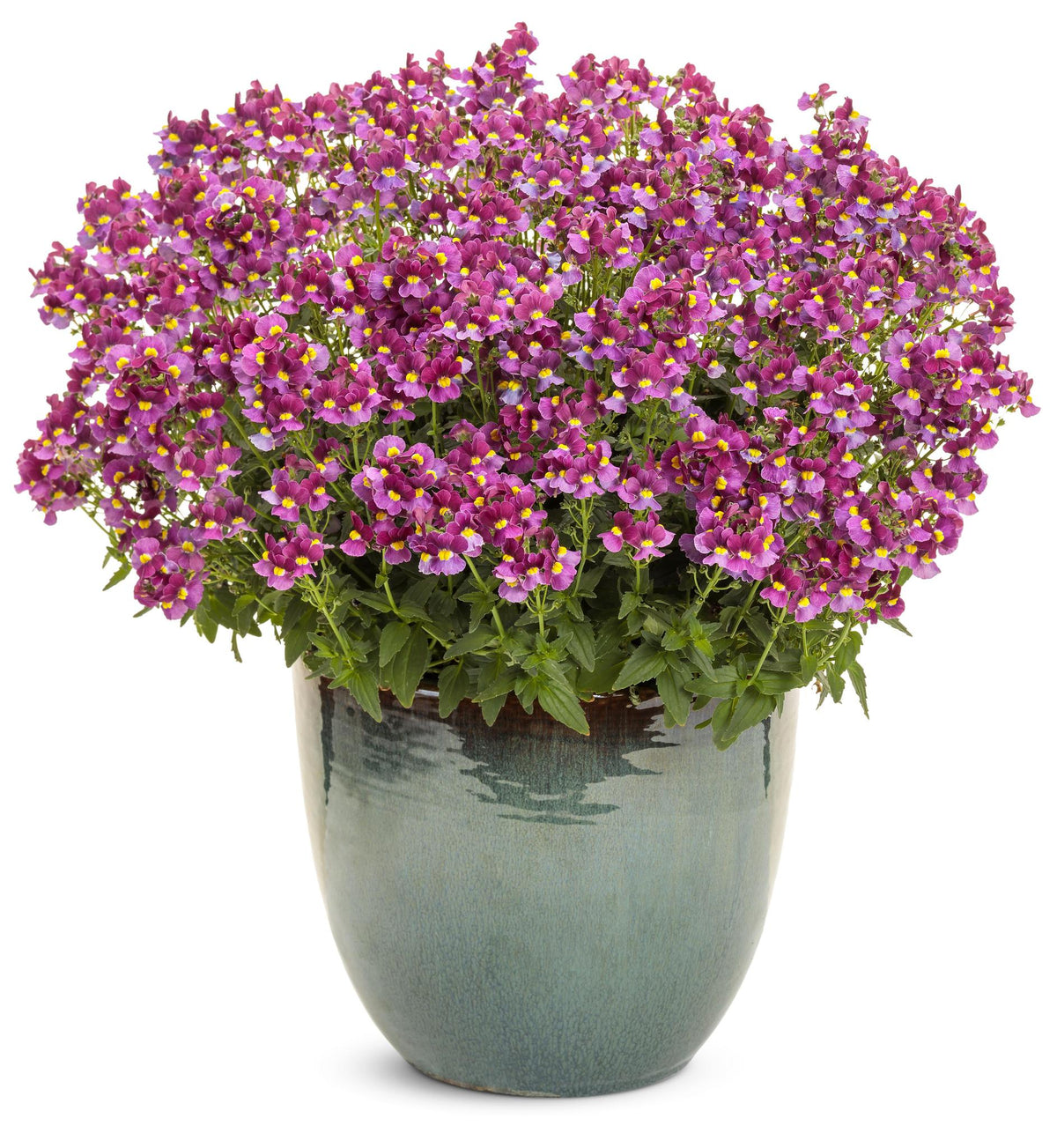 Aromance® Mulberry™ Nemesia with purple flowers in a pot