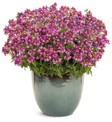 Aromance® Mulberry™ Nemesia with purple flowers in a pot