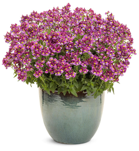 Aromance® Mulberry™ Nemesia with purple flowers in a pot