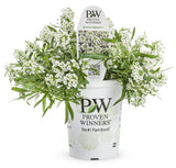 White Sweet Alyssum in a nursery pot, blooming white flowers