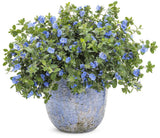 Blue My Mind dwarf morning glory in a pot