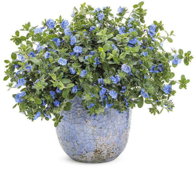 blue my mind plant fertilizer Blue My Mind® XL Dwarf Morning Glory Evolvulus