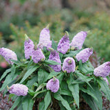 Pugster Amethyst butterfly bush in bloom with purple flowers