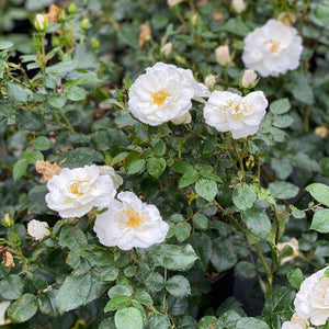 'Oso Easy Ice Bay' Rose