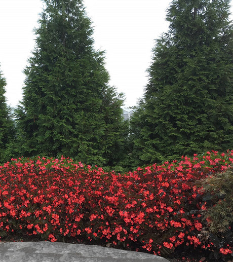 Surefire Cherry Cordial begonia with dark leaves and red flowers