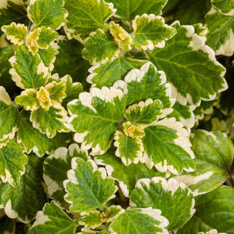 Variegated Swedish ivy in a hanging pot with trailing foliage
