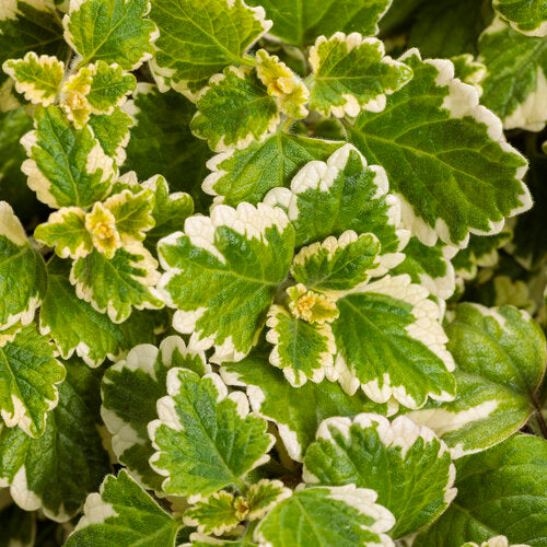 swedish ivy succulent Variegata' Variegated Swedish Ivy Plectranthus coleoides