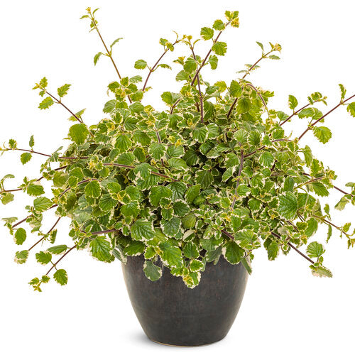 succulent swedish ivy Variegata' Variegated Swedish Ivy Plectranthus coleoides