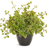 Variegated Swedish ivy in a nursery pot with trailing leaves