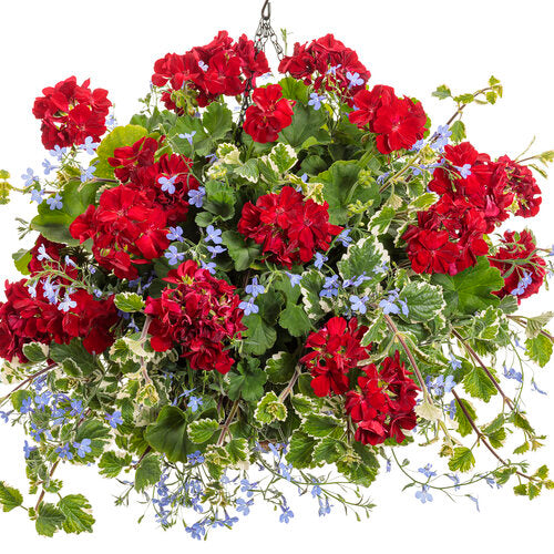 Proven Winners Swedish Ivy