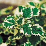 Variegated Swedish ivy in a pot with trailing green leaves