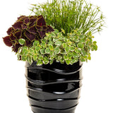 Variegated Swedish ivy in a nursery pot with trailing leaves