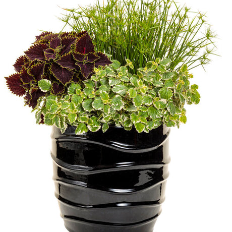 Variegated Swedish ivy in a nursery pot with trailing leaves