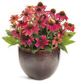 SUMMERSONG Firefinch echinacea with orange-red blooms