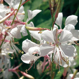 White butterfly flower with delicate white blooms in a pot