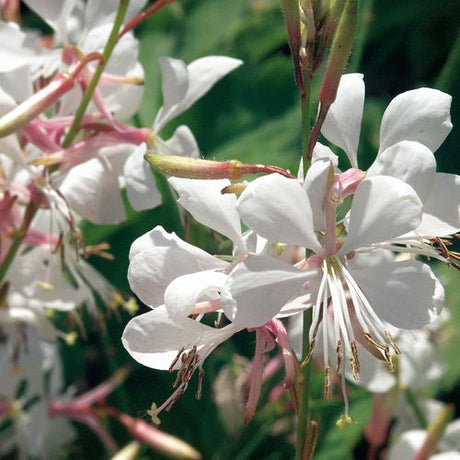 White butterfly flower with delicate white blooms in a pot