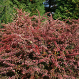 SUNJOY SEQUINS barberry shrub with variegated leaves in pot