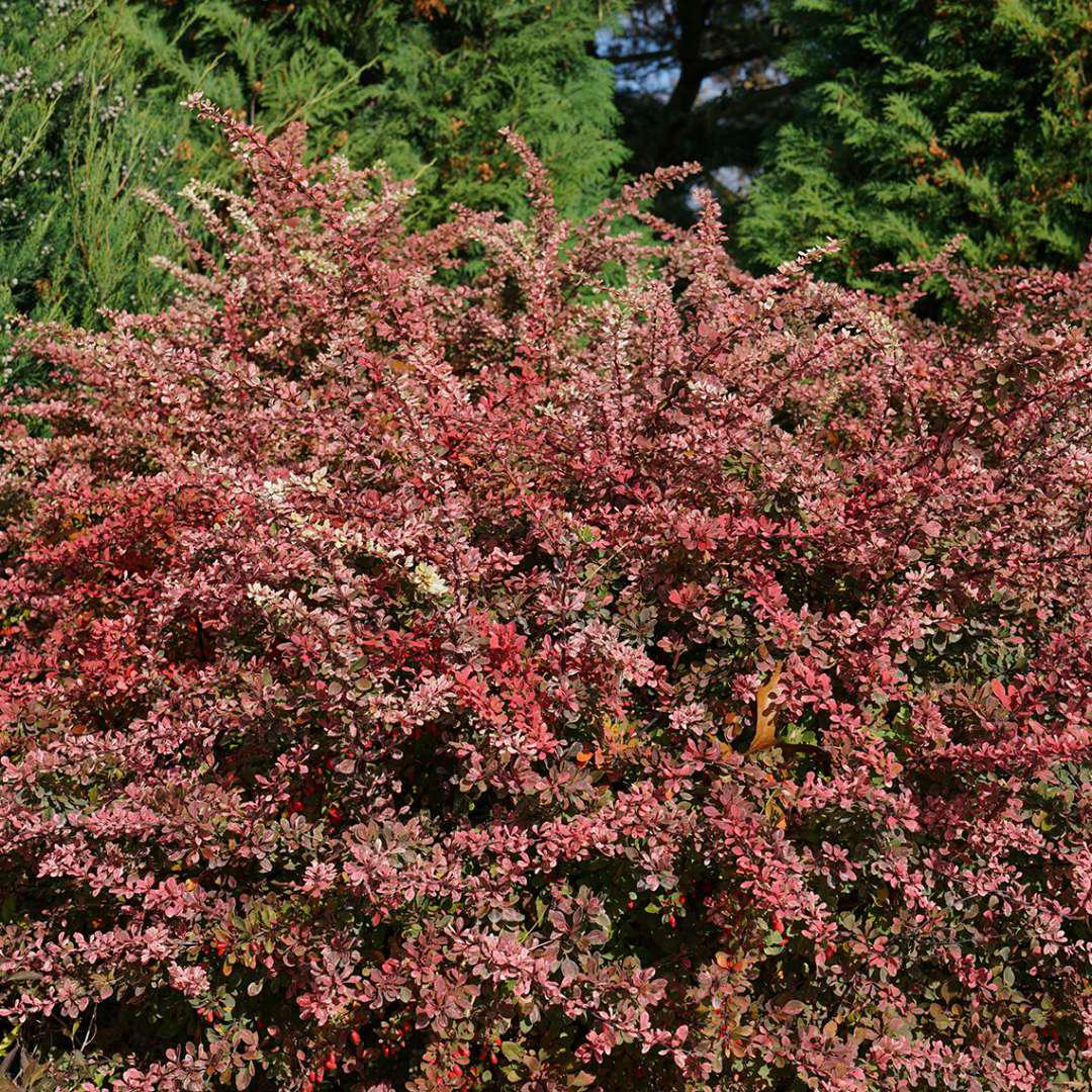 'Sunjoy Sequins' Barberry - Creekside Nursery, Inc