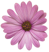 Pink Osteospermum in a pot with bright pink blooms