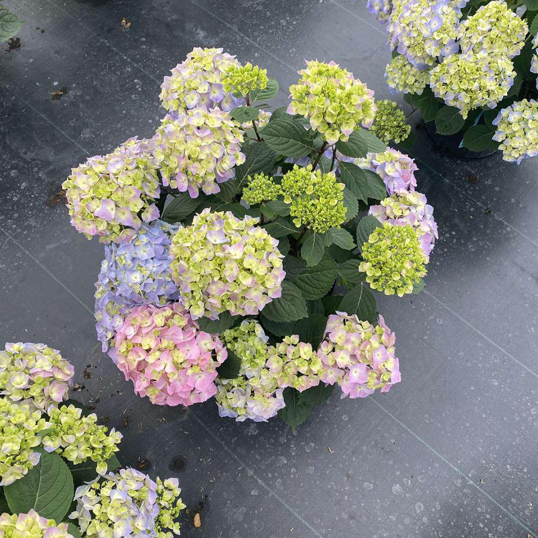 Let’s Dance Sky View hydrangea in a pot with blue blooms