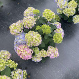 Let’s Dance Sky View hydrangea in a pot with blue blooms