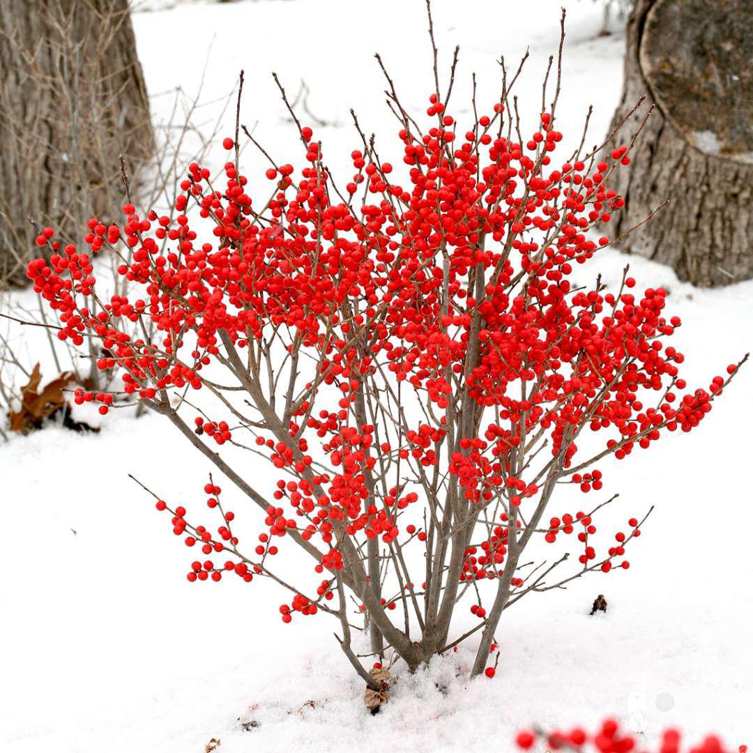 Proven Winners Berry Poppins Winterberry