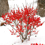 Winterberry holly with red berries in a nursery pot