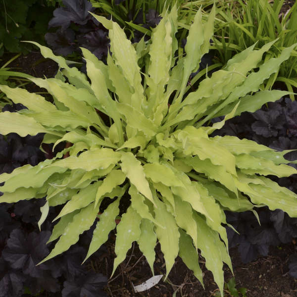 Wiggles and Squiggles hosta with twisted green leaves