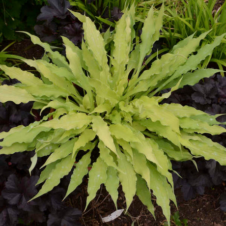 Wiggles and Squiggles hosta with twisted green leaves