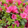 Perfecto Mundo Fuchsia Carpet azalea in a pot with pink blooms