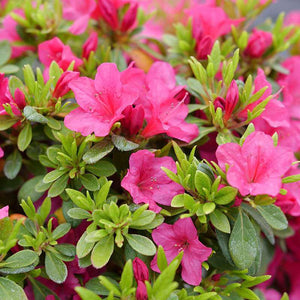 Perfecto Mundo Fuchsia Carpet azalea in a pot with pink blooms