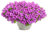 Supertunia Vista Jazzberry petunia in bloom in a pot