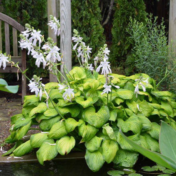 Guacamole' hosta with green leaves and cream margins in a pot